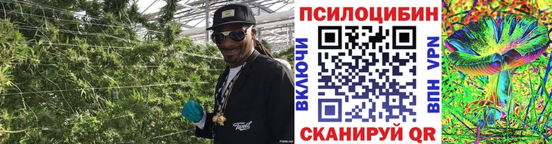где купить   Харовск  Галлюциногенные грибы Psilocybe 